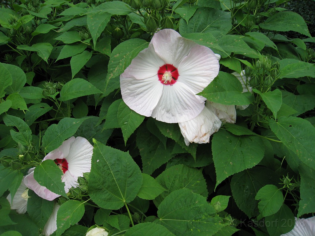 Wash DC 2009 3115.jpg - A 4th of July trip to Washington DC in 2009 to see the museums, memorials and fireworks.